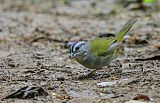 Green-backed Sparrowborder=